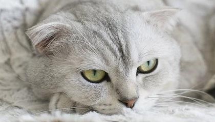 开云网页版-巴朗加国王关键比赛取得胜利，巴朗barron